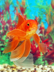 Obraz premium Goldfish in an aquarium