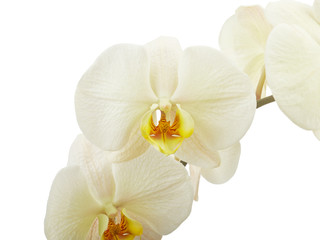 Naklejka na ściany i meble Cream orchid flower isolated on white background
