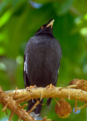 Jungle myna, Penang, Malaysia