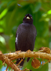 Jungle myna, Penang, Malaysia