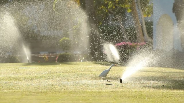 Heron and the sprinkle