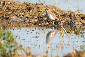 White tailed lapwing, Sultanpur park