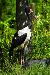 Saddle Billed Stork