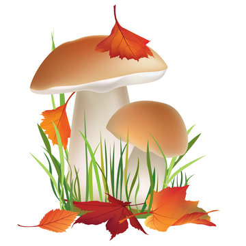Autumn illustration. Fall leaves and mushrooms in grass. Nature symbol 