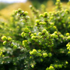 Picea abies Nidiformis - spring
