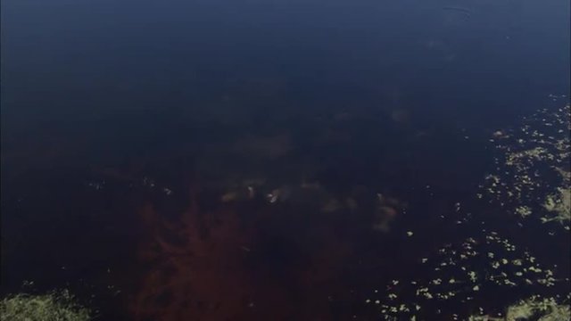 River Delta Hippos