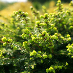 Picea abies Nidiformis