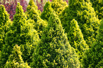 Picea glauca Daisy's White © 7monarda