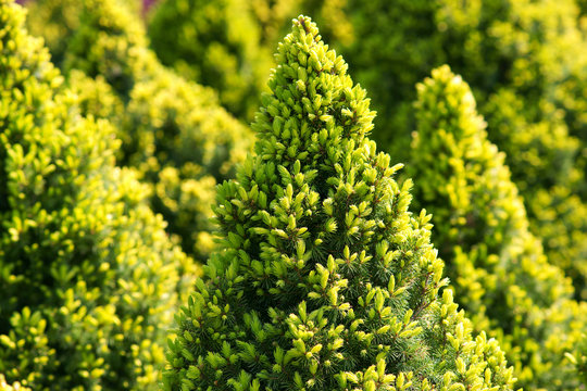 Picea Glauca Daisy's White