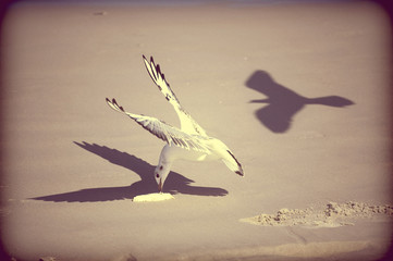 Seagull