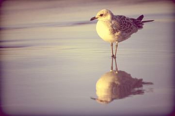 Seagull