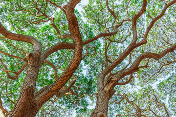 Fototapeta premium patten of branch. Big Samanea saman tree