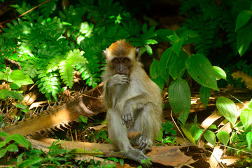 Long-tailed macaque, Penang, Malaysia