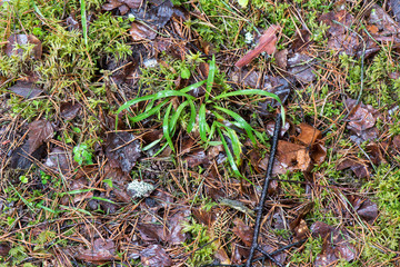 dirty wet leaves in the snow