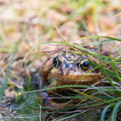 Frog in the grass