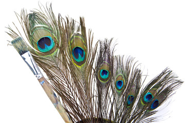 peacock feathers isolated white background