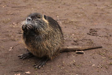 Coypu (Myocastor coypus), also known as the nutria.
