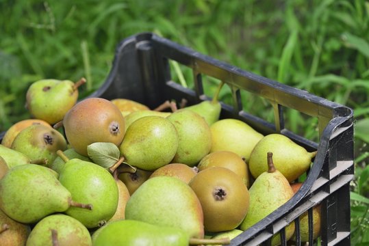 sale boxes with pears