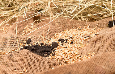 Wheat on burlap sacks