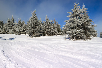 Fototapeta na wymiar snow-covered fir in the mountains