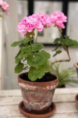 Blumen in einer Gaertnerei