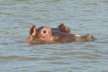Nilpferd, Lake Chamo, Äthiopien, Afrika