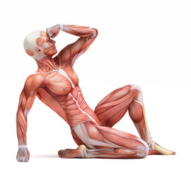 anatomy © adimas
