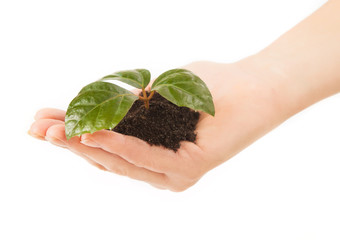 Young plant with green leaves in soil in beautiful woman hands