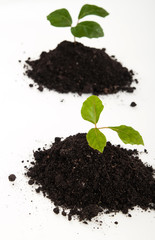 young plants in soil growing up on white background