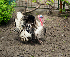 thanksgiving turkey strutting his stuff