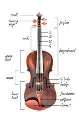 Parts of a violin