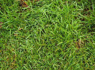 Close up of green grass