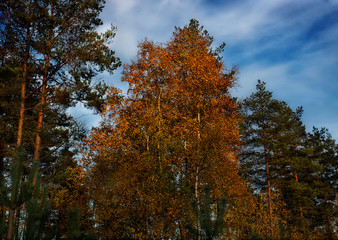 tree dressed for atumn in red and yellow leafs