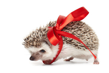 Funny hedgehog wrapped with red ribbon © Wizard