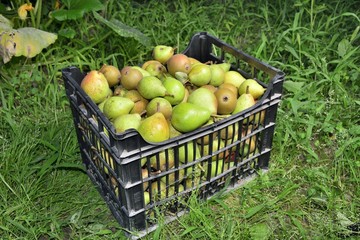 sale boxes with pears