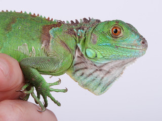 Green Iguana