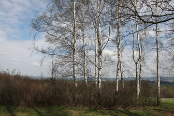 Birch grove in Norh Bohemia, Czech Republic.
