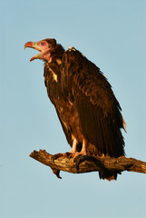 Lappet faced Vulture