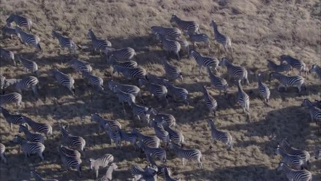 Zebra Wildebeest Herd Grazing Savanna