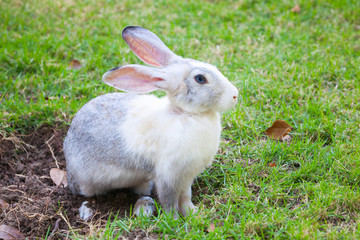 Gray and white rabbit sitting on green grass