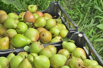 sale boxes with pears