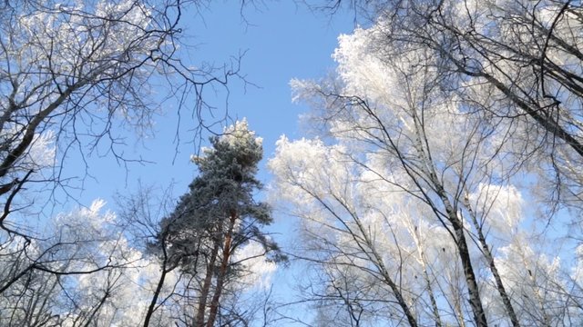 Winter forest, the tops of the trees