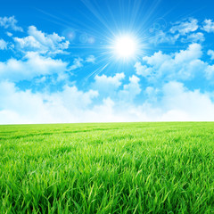 Obraz premium green like a meadow in the sun