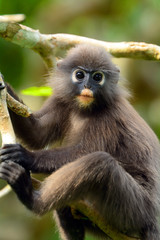 Dusky leaf monkey, Penang, Malaysia