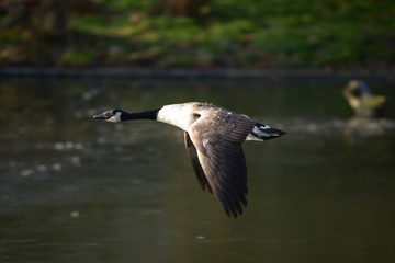 Canada Goose, Branta canadensis