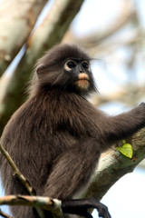 Dusky leaf monkey, Penang, Malaysia