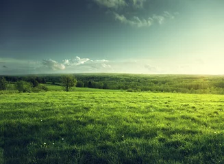 Rolgordijnen field of spring grass and forest © Iakov Kalinin