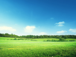 Fototapeta na wymiar field of grass and perfect sky