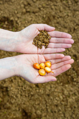 Seeds in Hands