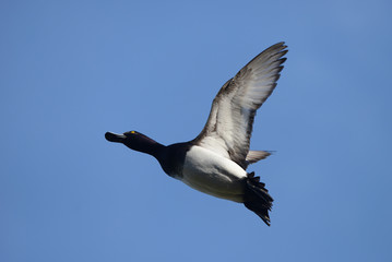 Tufted Duck, Aythya fuligula